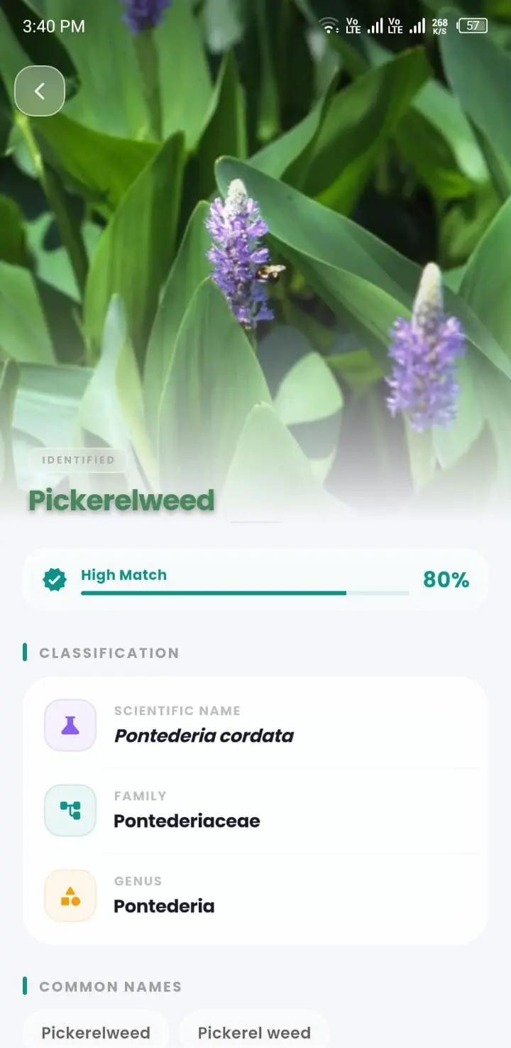 Identification Result